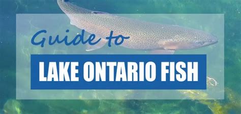 fishonline ontario|lake ontario fish species list.